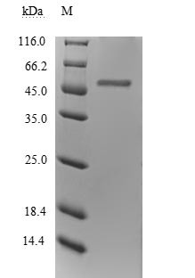 Inosine triphosphate pyrophosphatase (ITPA), human, recombinant