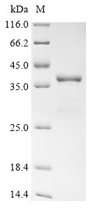 Protein Wnt-3a (Wnt3a), partial, mouse, recombinant