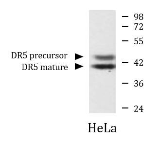 Anti-DR5, clone 6F6-F5-D11
