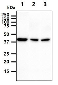 Anti-PPME1, clone 29G3