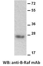 Anti-B-Raf, monoclonal