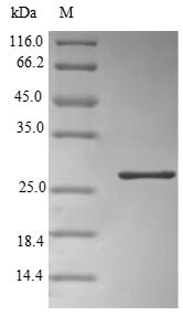 Alpha-1-acid glycoprotein 2 (ORM2), human, recombinant