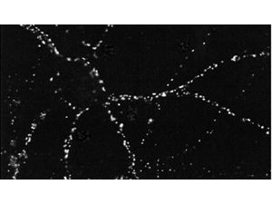 Anti-PSD95, clone 6G6