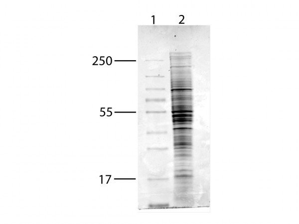 MCF-7 Whole Cell Lysate 1.0 mg/ml by Lowry assay in IX SDS-Page Sample Buffer, Hydrogen Peroxide