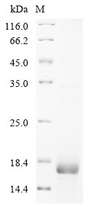 Prostate stem cell antigen (PSCA), human, recombinant