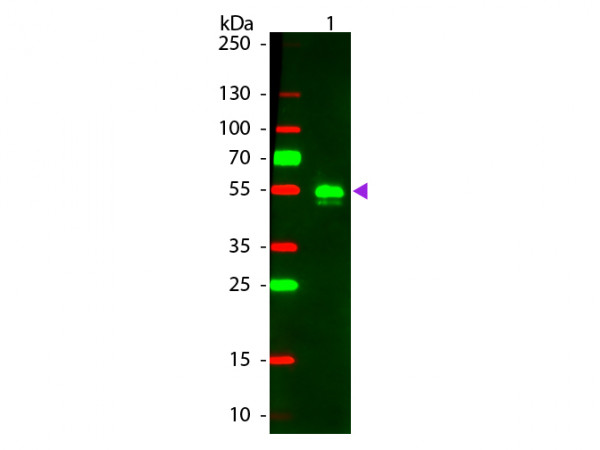 Anti-Rabbit IgG [H&amp;L] [Donkey] (Min X Bv Ch Gt GP Ham Hs Hu Ms Rt &amp; Sh serum proteins) Rhodamine con