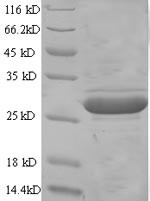 Glypican-4 (Gpc4), partial, mouse, recombinant