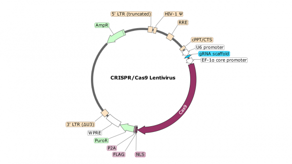 CIITA (Human) CRISPR/Cas9 Lentivirus (Integrating)