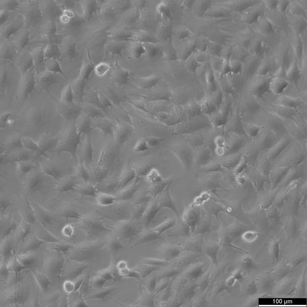 C127I Cells