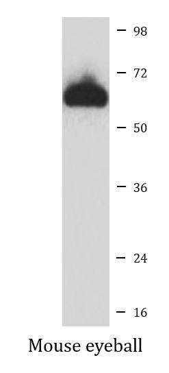 Anti-RPE65