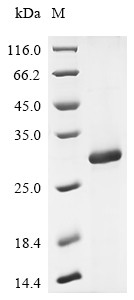 Interleukin-2 receptor subunit beta (IL2RB), partial, Macaca fascicularis, recombinant