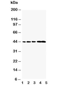 Anti-Caspase-1