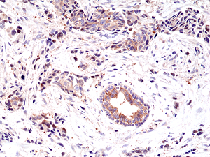 Anti-EGFR (human), Rabbit Monoclonal (RM294)