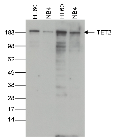 Anti-TET2