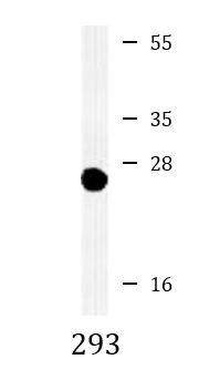 Anti-Peroxiredoxin 6