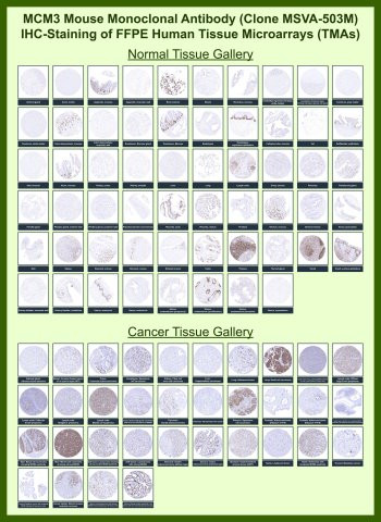 Anti-MCM3 for IHC / Minichromosome maintenance complex component 3, clone MSVA-503M