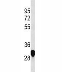 Anti-PLP, clone 538CT16.5.4