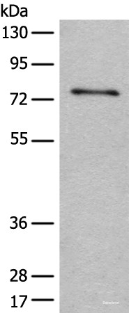 Anti-ADGRE3