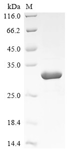 DNA-binding protein RAP1 (RAP1), partial, Saccharomyces cerevisiae, recombinant
