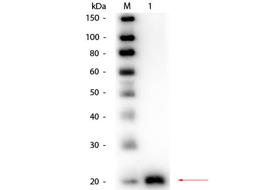 Anti-Vascular Endothelial Growth Factor-165 (VEGF-165), Biotin conjugated