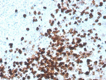 Anti-CD8A, clone CD8/4391R