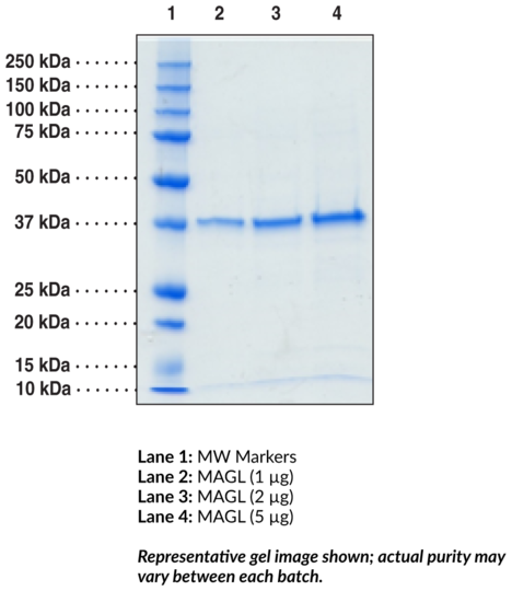 Monoacylglycerol Lipase (human, recombinant)