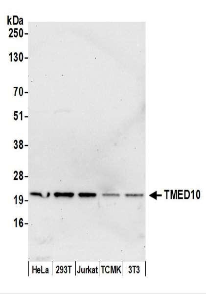 Anti-TMED10/TMP21