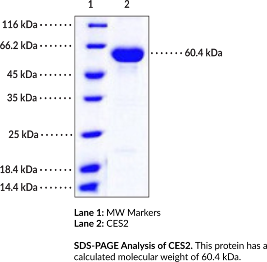 CES2 (human, recombinant)
