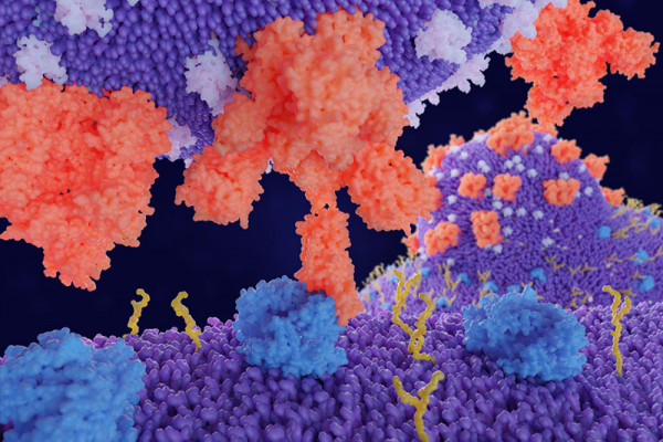 ACE2-The-SARS-CoV-2-Receptor