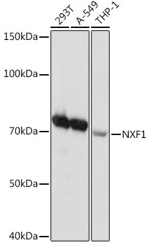 Anti-NXF1