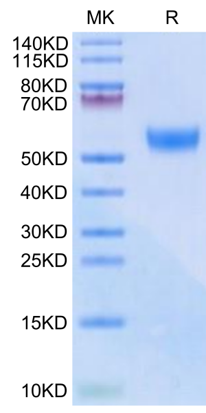Biotinylated Mouse CD7 Protein (Primary Amine Labeling)