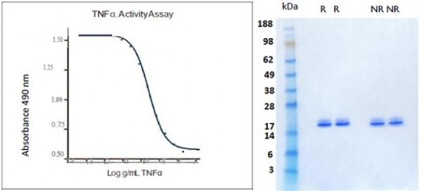 Tumor Necrosis Factor alpha (TNF alpha), human recombinant (HumaXpress)