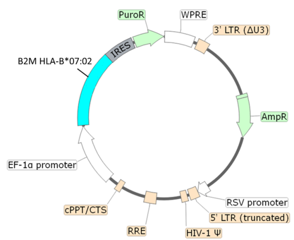 B2M HLA-B*07:02 Lentivirus