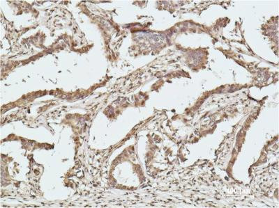 Anti-Histone H2B