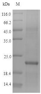Zinc finger protein 160 (ZNF160), human, recombinant