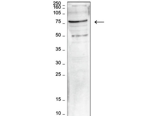 Anti-hLeo1