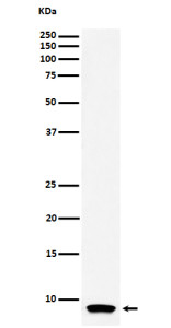 Anti-ATP5G1 / ATP5MC1, clone 29A75