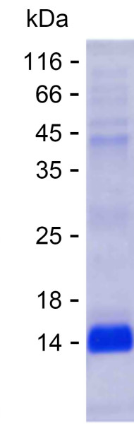 RPS20 (human), recombinant protein