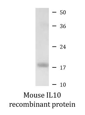 Mouse IL10 recombinant protein (Active)