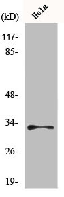 Anti-MRPL15