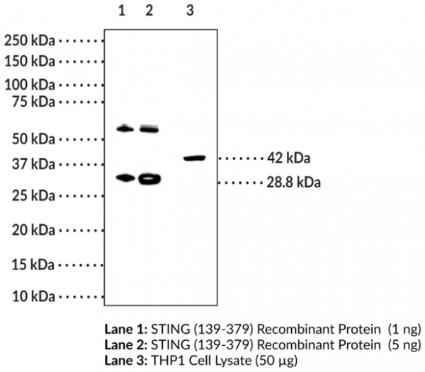 Anti-STING (Clone 2C8)