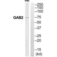 Anti-GAB2