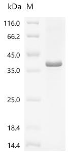 Protein Wnt-3a (WNT3A), partial, recombinant human