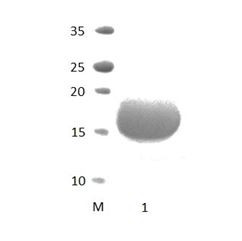 PDZRN3_2 PDZ Domain