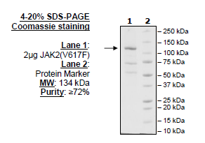 Jak2, FLAG-Avi-Tag, Biotin-Labeled