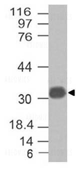 Anti-Galectin 13 (Clone: ABM4E42) No Azide, No BSA