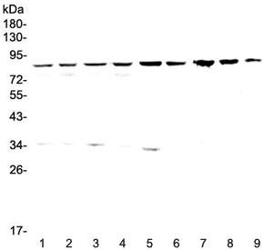 Anti-CD2AP