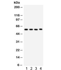 Anti-CYP1A1