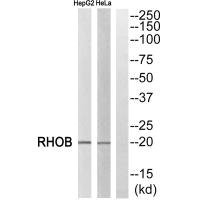Anti-RHOB