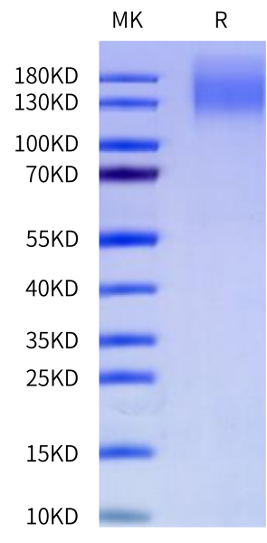 Cynomolgus CEACAM-5/CD66e Protein